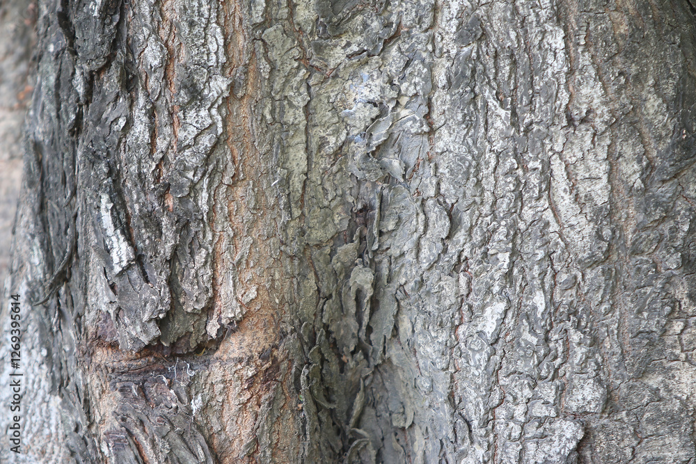 Tree Bark Texture: Close-up shot of tree bark showing intricate details and textures. The image reveals the rough, rugged surface, with shades of gray and brown. Perfect for background, design. Tree Bark Texture: Close-up shot of tree bark showing intricate details and textures. The image reveals the rough, rugged surface, with shades of gray and brown. Perfect for background, design.
