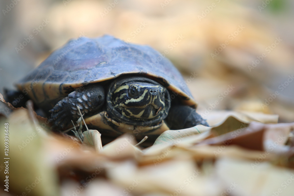 Obraz premium Baby Turtle on Autumn Leaves: A close-up shot of a small turtle making its way through a bed of fallen autumn leaves, its shell dark and patterned, eyes focused ahead.