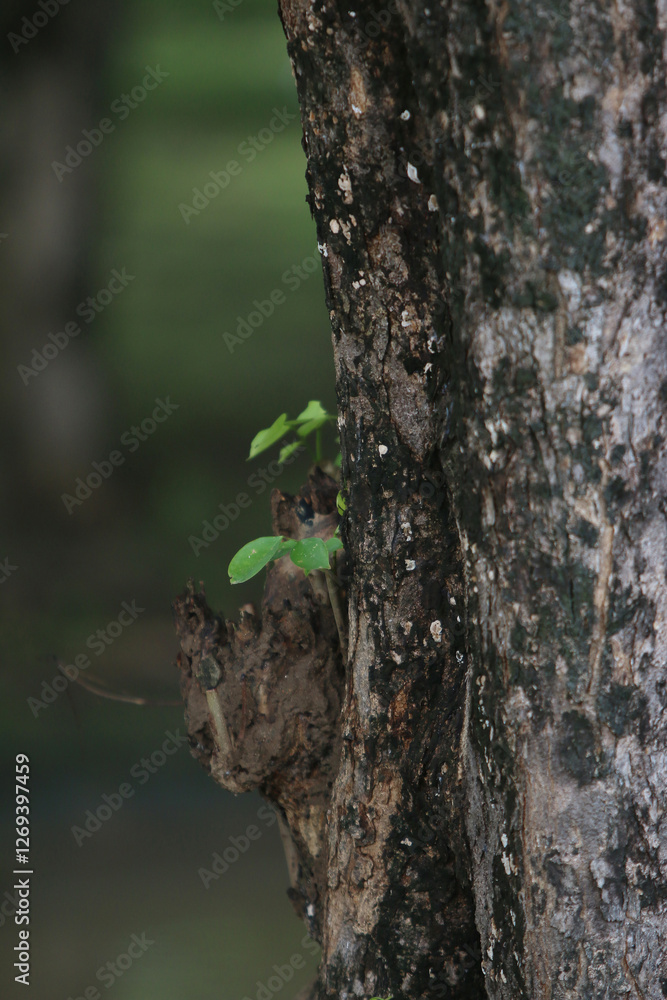 Obraz premium New Life on Old Bark: A vibrant green sprout emerges from the rugged bark of a weathered tree, symbolizing resilience, growth, and the cycle of life. 