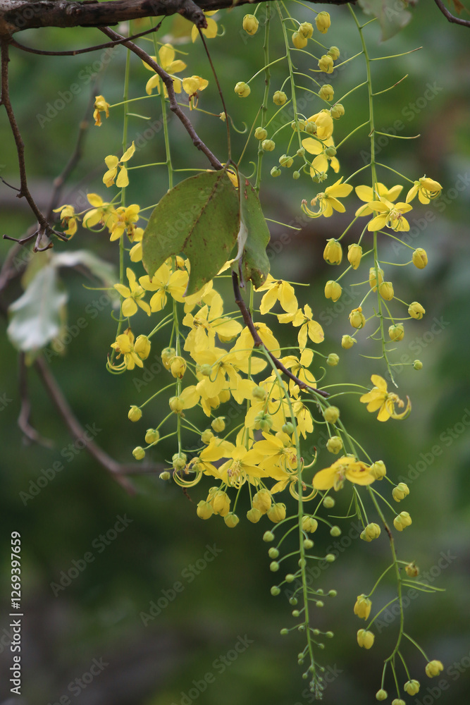 Obraz premium Golden Shower Tree Blossoms: A cascade of vibrant yellow flowers adorn a branch of a Golden Shower Tree, creating a breathtaking display of nature's beauty.