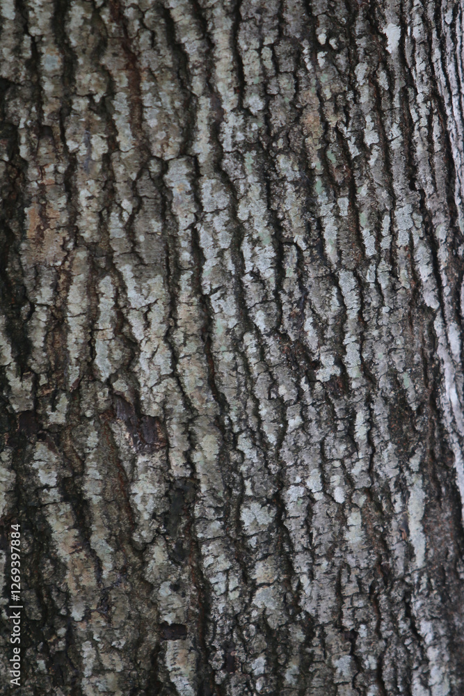 Tree Bark Texture: Close-up view of tree bark, revealing intricate details of the texture, lines, and patterns in shades of gray and brown. Tree Bark Texture: Close-up view of tree bark, revealing intricate details of the texture, lines, and patterns in shades of gray and brown.