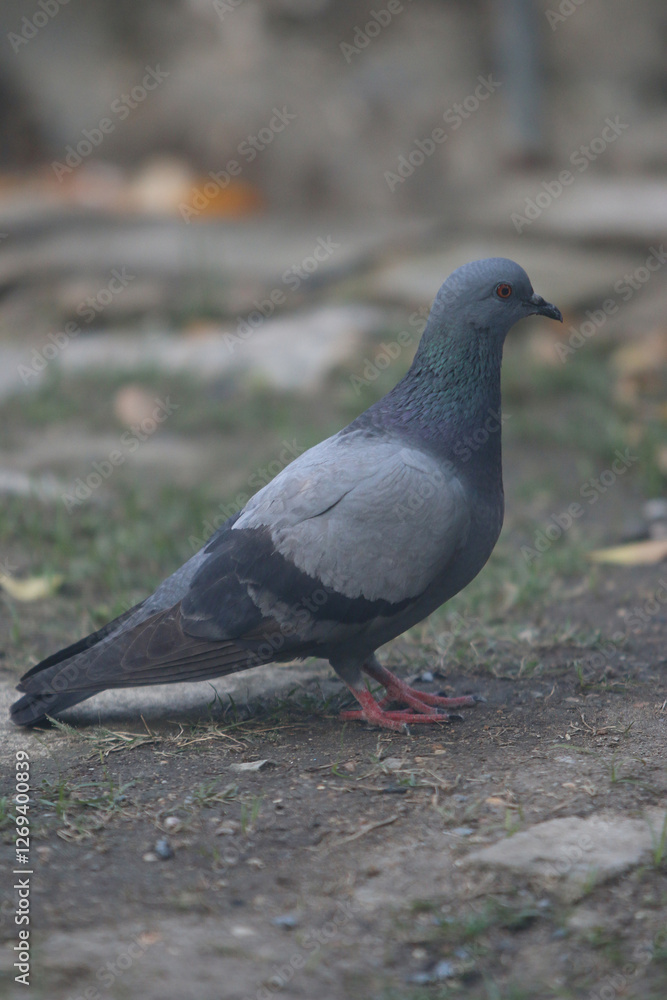 Rock Pigeon on Ground: A rock pigeon with iridescent feathers stands on the ground, showcasing its detailed plumage and vibrant colors. Rock Pigeon on Ground: A rock pigeon with iridescent feathers stands on the ground, showcasing its detailed plumage and vibrant colors.