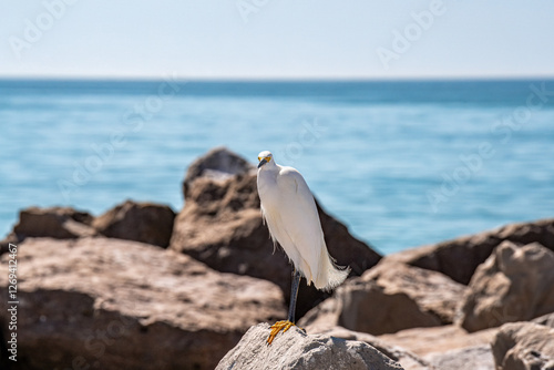 Little White Egret on the Rocks at the Beach