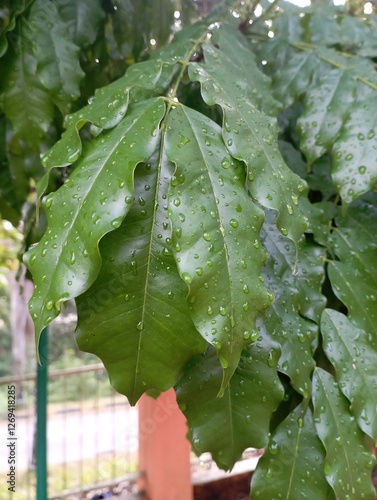 rain drops on a leaf