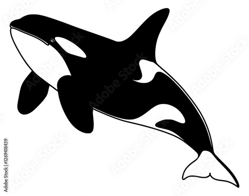 Vector drawing illustration of an orca or killer whale.