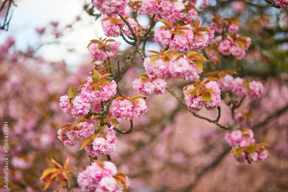 Branch of cherry blossom tree with beautiful pink flowers on a sunny spring day. Branch of cherry blossom tree with beautiful pink flowers on a sunny spring day.