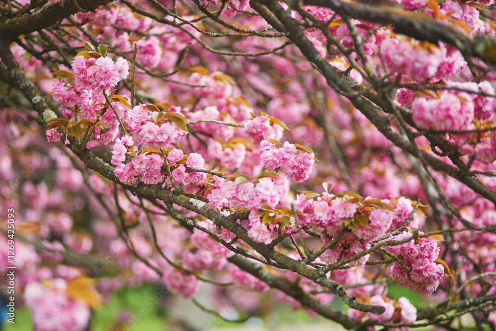 Branch of cherry blossom tree with beautiful pink flowers on a sunny spring day. Branch of cherry blossom tree with beautiful pink flowers on a sunny spring day.