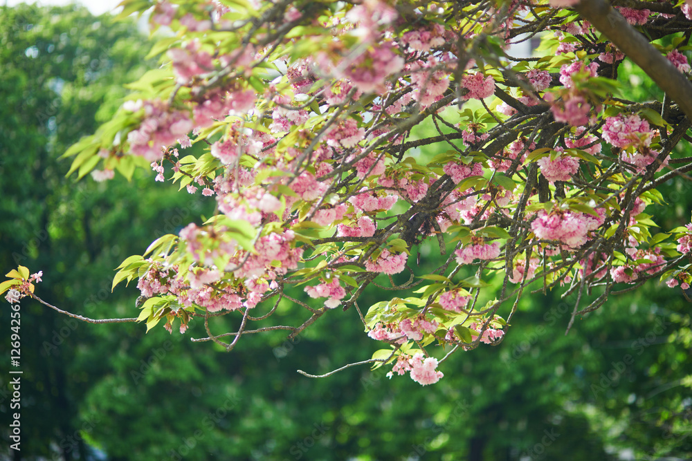 Branch of cherry blossom tree with beautiful pink flowers on a sunny spring day. Branch of cherry blossom tree with beautiful pink flowers on a sunny spring day.