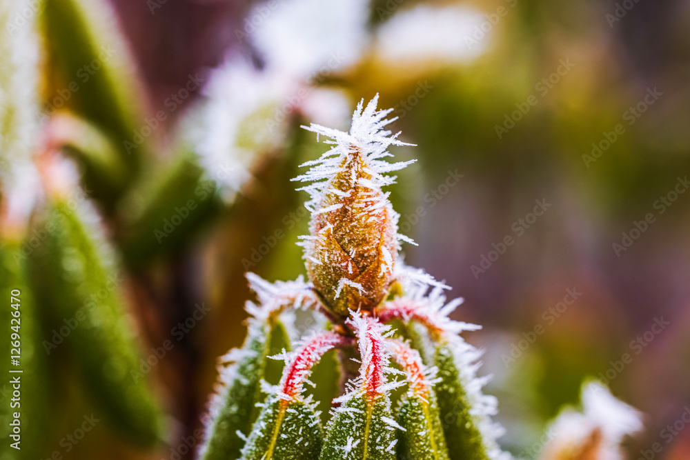 Close-up view of rhododendron bud covered with frost crystals on cold winter morning. 
