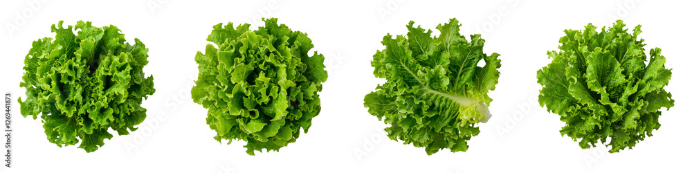 Fresh Curly Green Salanova Lettuce on a Transparent Background Fresh Curly Green Salanova Lettuce on a Transparent Background