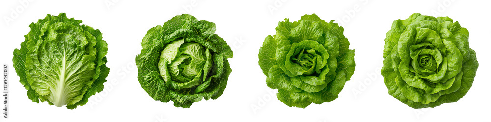 Obraz premium Fresh Crisphead Lettuce with Rounded Shape and Vibrant Green Color