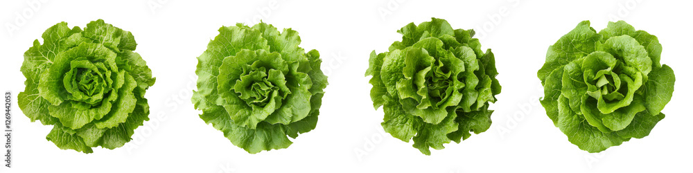 Neatly Arranged Crisphead Lettuce Fresh Green Vegetables Display Neatly Arranged Crisphead Lettuce Fresh Green Vegetables Display