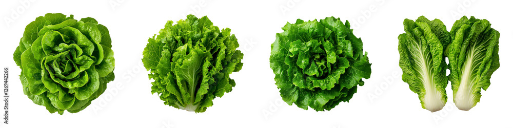 Symmetrical Arrangement of Fresh Lettuce Heads on White Background Symmetrical Arrangement of Fresh Lettuce Heads on White Background