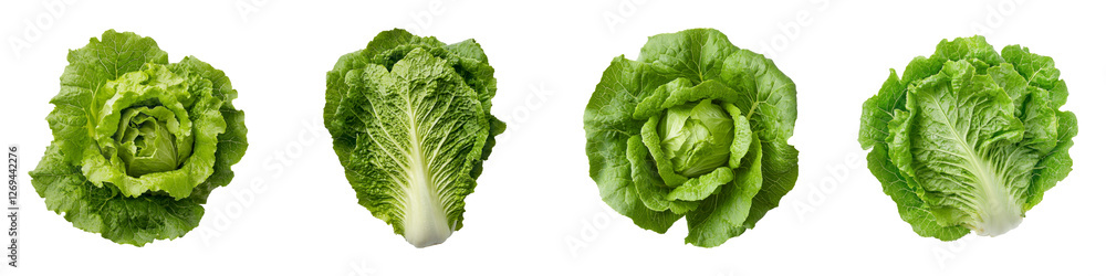 Fresh Crisphead Lettuce with Glossy Surface for Culinary Use Fresh Crisphead Lettuce with Glossy Surface for Culinary Use