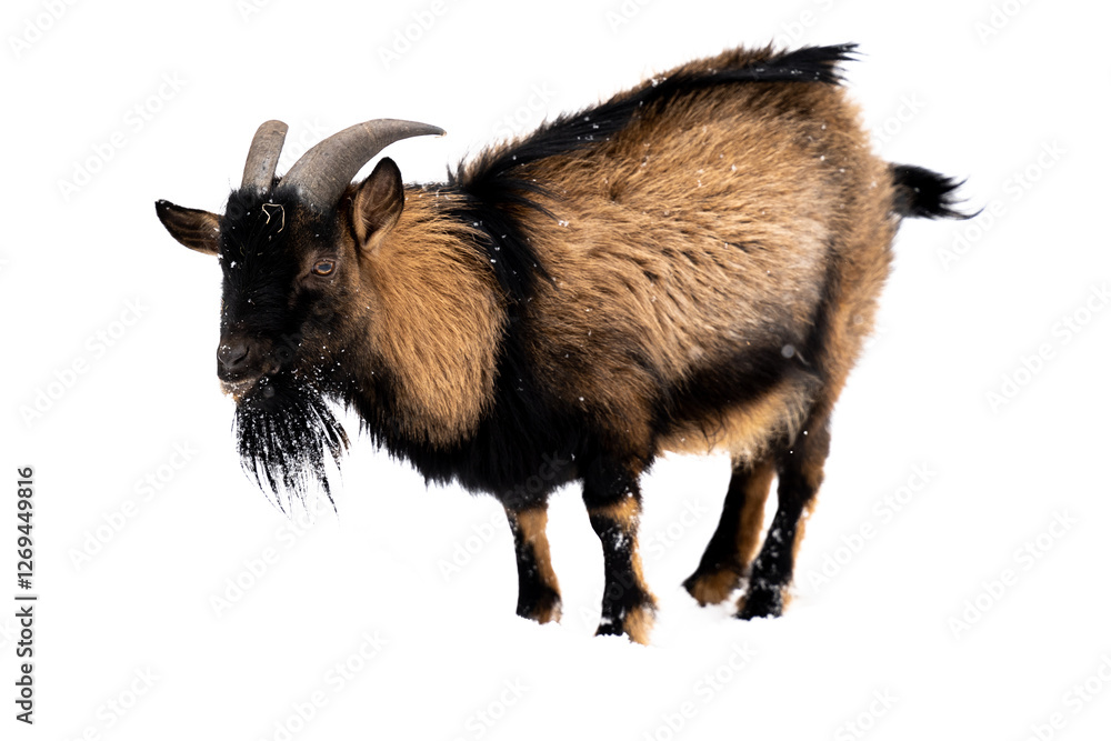 domestic goat in the snow with frozen hair domestic goat in the snow with frozen hair