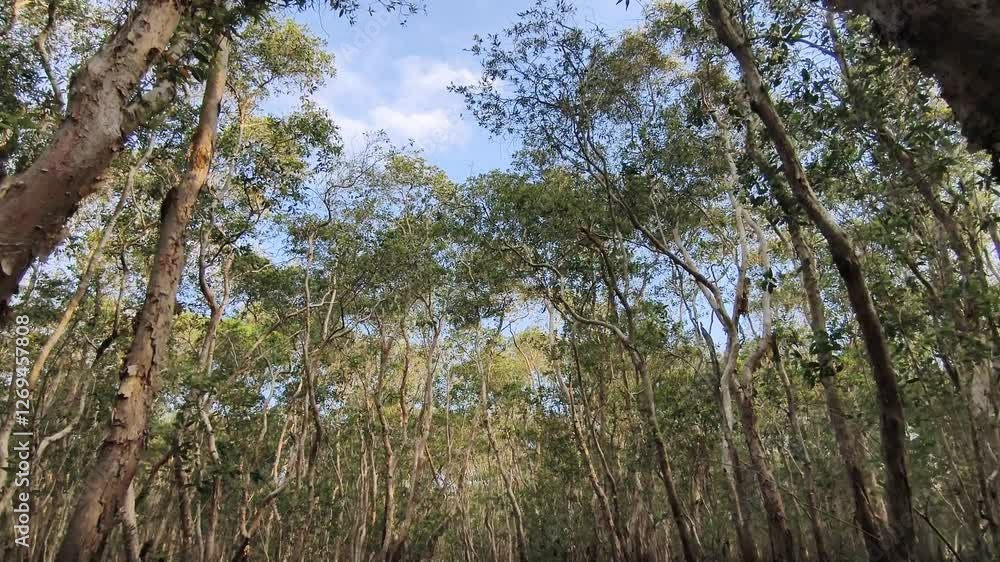 Forest in swamp. Trees in the forest reflected in the water. Wetland area view in nature Forest in swamp. Trees in the forest reflected in the water. Wetland area view in nature