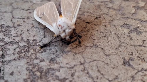 Creatonotos gangis : Creatonotos gangis is a striking moth with white, red, or yellow wings and inflatable coremata, which release pheromones. Found in Asia and Australia, it’s fascinating! photo