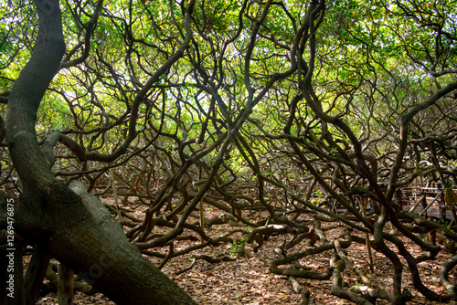 The world's largest cashew tree in Natal, Rio Grande do Norte, Brazil. photo