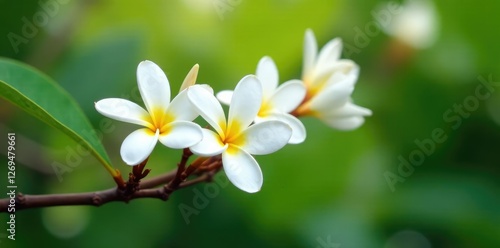 Delicate white frangipani blooms on a tropical tree branch, white, petals, nature