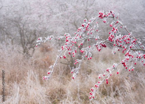 Frozen Dog rose on a cold dark winter day photo