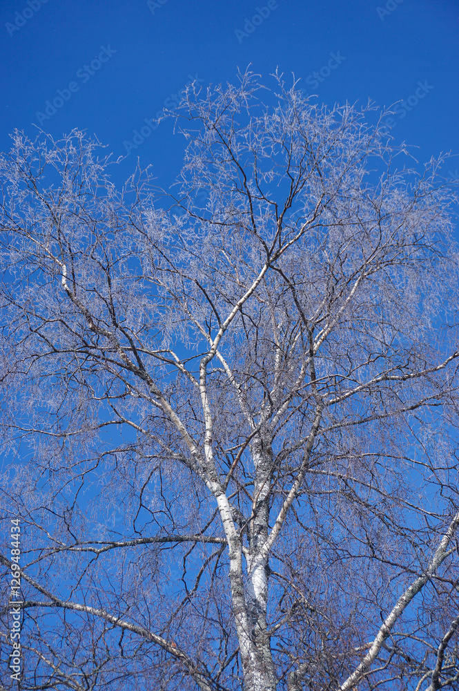 Birch tree and branches and clear blue sky background Birch tree and branches and clear blue sky background