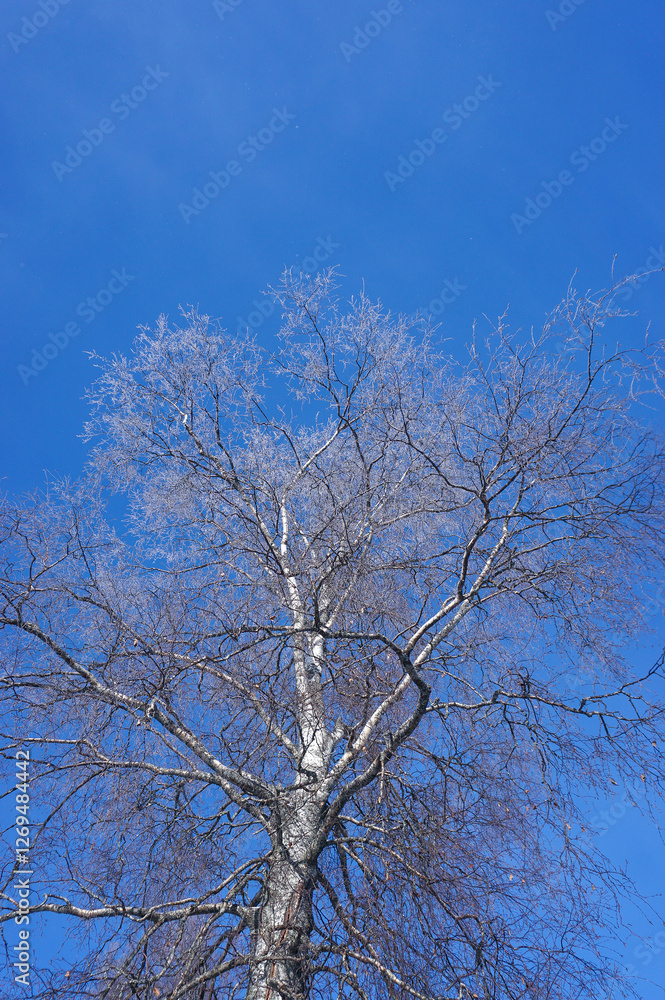 Birch tree and branches and clear blue sky background Birch tree and branches and clear blue sky background