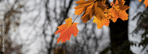 Red autumn leaves and black trunks against a sky.