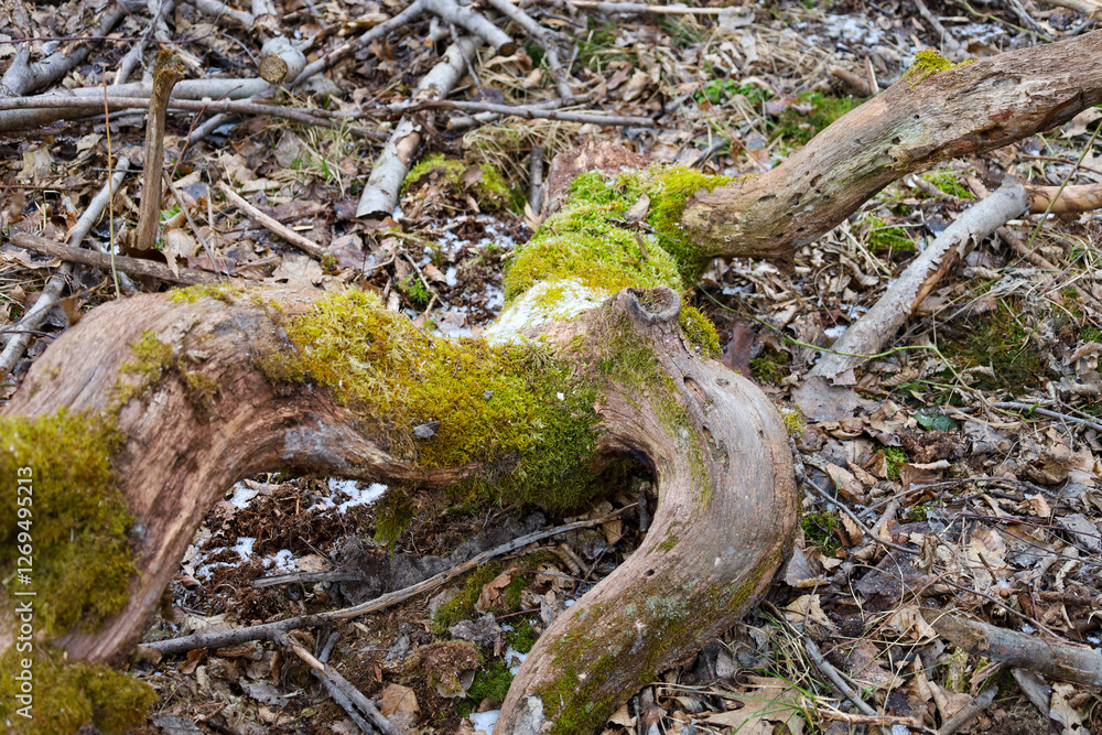 Old oak branch in the forest covered with green moss. Natural background in the forest. Old oak branch in the forest covered with green moss. Natural background in the forest.