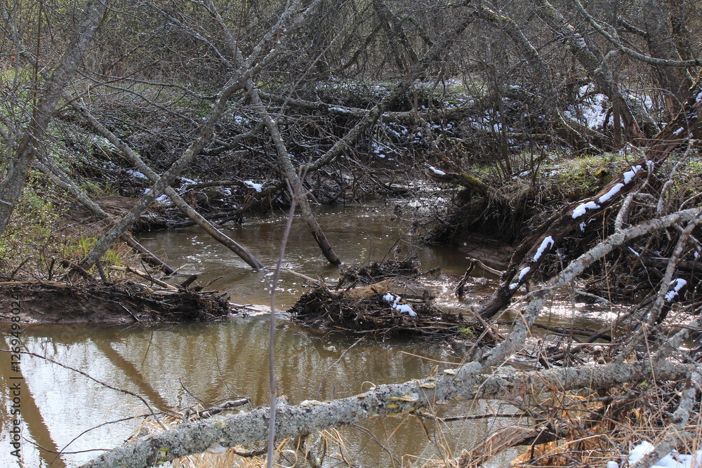 Obraz premium a small river in the forest overflowing in mid-spring