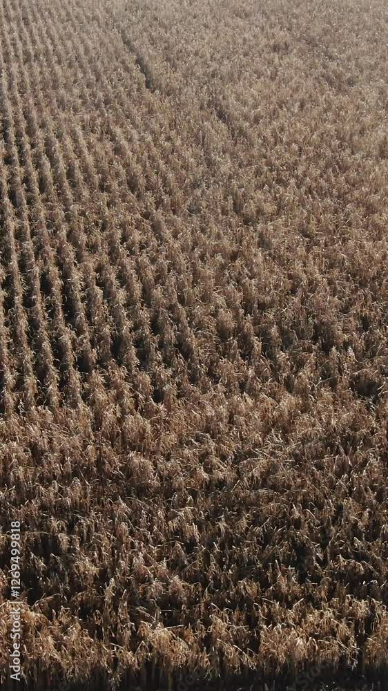Corn plants, seedlings on dark brown fertile, moist soil. Corn field, warm autumn day, growing corn in an agricultural field. Aerial flying over golden green corn Sheaves field ready for harvest. Corn plants, seedlings on dark brown fertile, moist soil. Corn field, warm autumn day, growing corn in an agricultural field. Aerial flying over golden green corn Sheaves field ready for harvest.