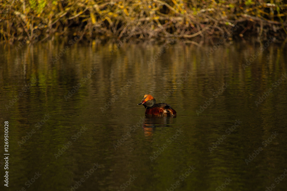 Horned grebe (Podiceps auritus) swimming. Horned grebe (Podiceps auritus) swimming.
