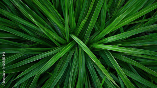 Dense green grass textures in vibrant top view