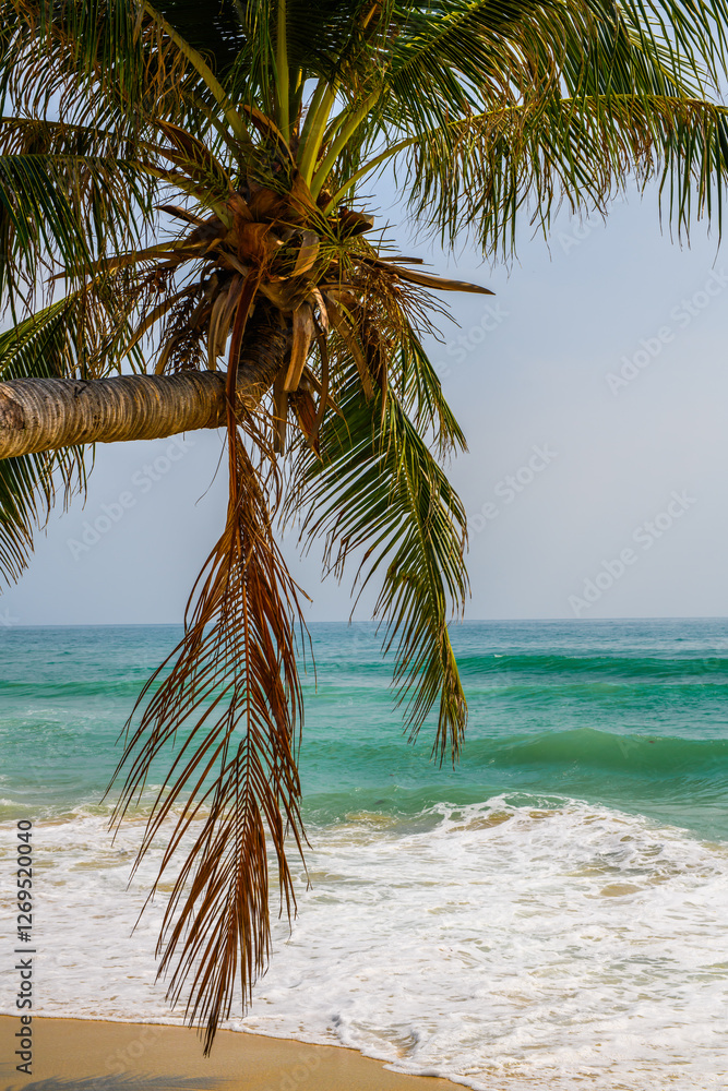 Fototapeta premium palm tree on the beach