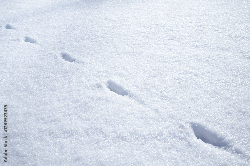 Animal tracks imprinted in the snow Animal tracks imprinted in the snow