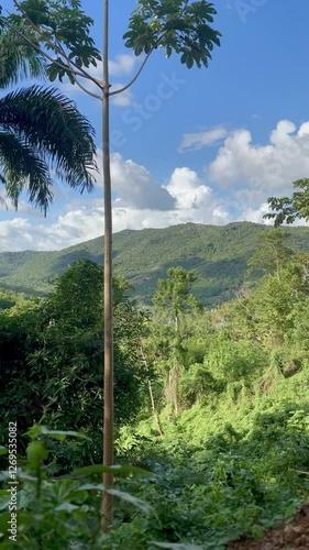 palm trees on the coast of the sea