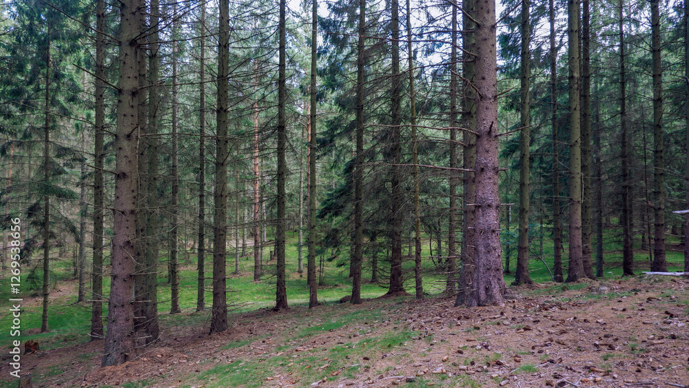 Naklejka premium Beautiful pine and fir forest in Sweden with a thick layer of green moss covering the forest floor. Moss forest Deep dark dense swedish forest in Snogeholm Strövområde near Snogeholmssjön.