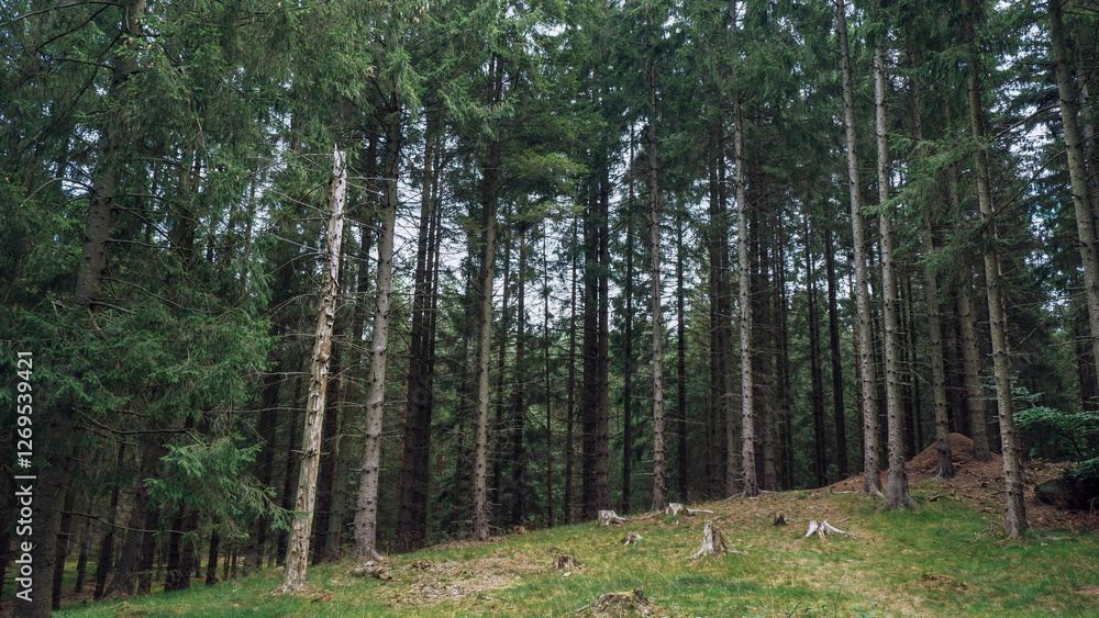 Obraz premium Beautiful pine and fir forest in Sweden with a thick layer of green moss covering the forest floor. Moss forest Deep dark dense swedish forest in Snogeholm Strövområde near Snogeholmssjön.