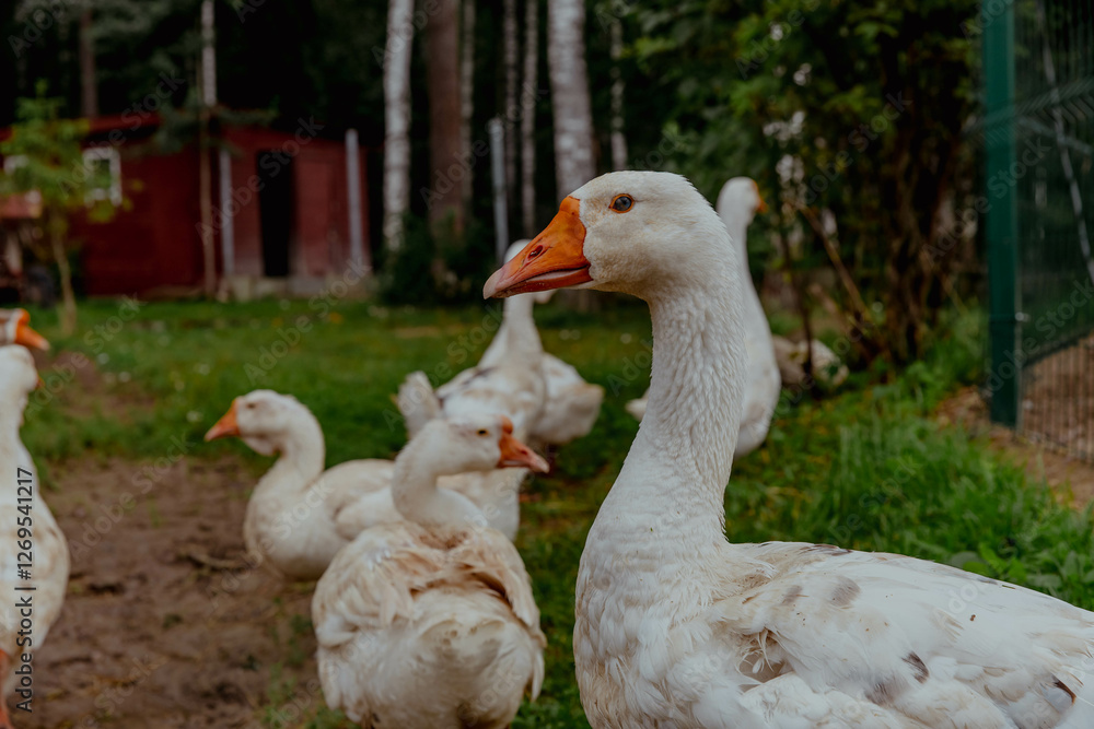 Flock of white geese on the farm walking Flock of white geese on the farm walking