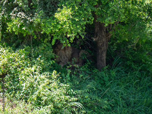 Lion mâle adulte caché dans la végétation photo