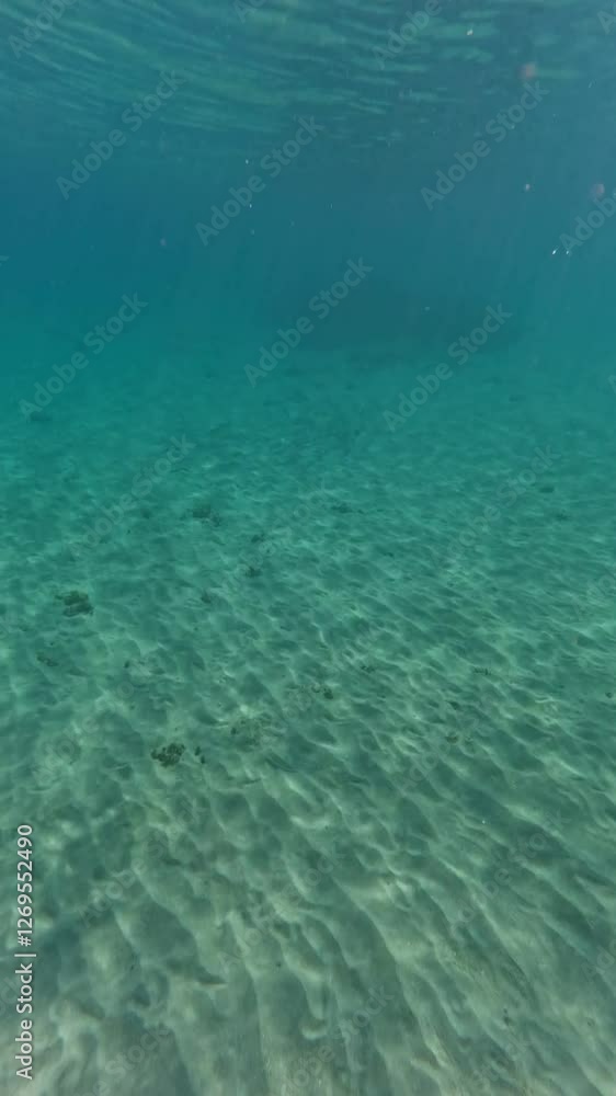 Mesmerizing Schooling Fish Gliding Over a Breathtaking Coral Reef in Crystal Clear Ocean Mesmerizing Schooling Fish Gliding Over a Breathtaking Coral Reef in Crystal Clear Ocean