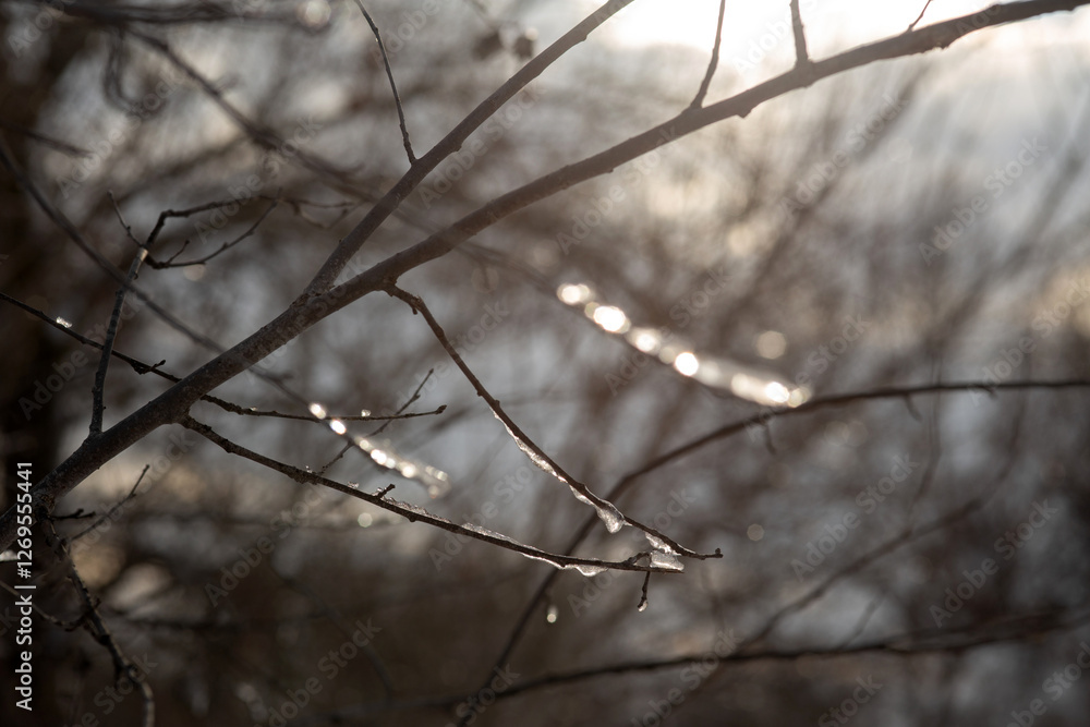 forest in winter forest in winter