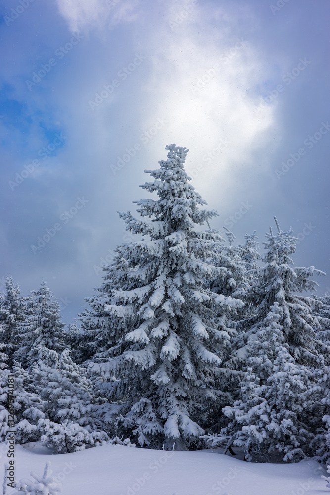 Christmas tree Christmas tree