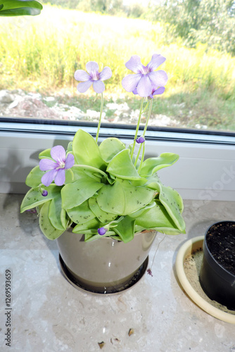 Flowering butterworts Tina and many dark-winged fungus gnats stuck to its leaves, purple flowers photo