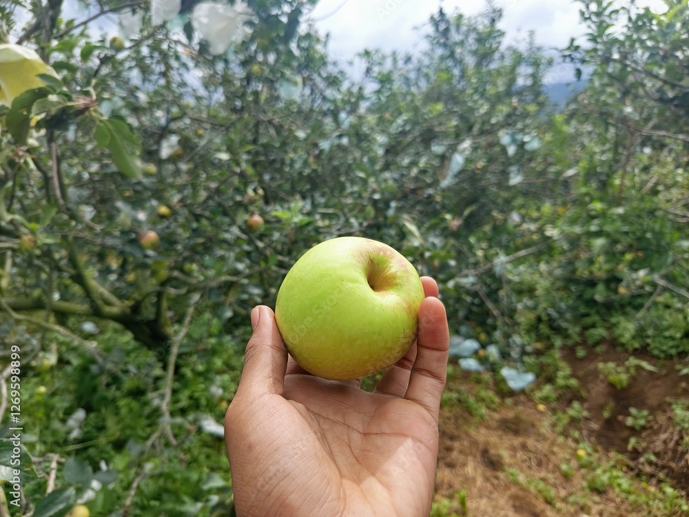 hand picking apples