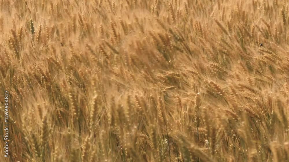 ears wheat field sky summer farm. griculture. farming. fresh golden ears sway slowly wind. agribusiness concept. Great view agricultural field. walk large wheat field. young spikelets wheat with seed ears wheat field sky summer farm. griculture. farming. fresh golden ears sway slowly wind. agribusiness concept. Great view agricultural field. walk large wheat field. young spikelets wheat with seed