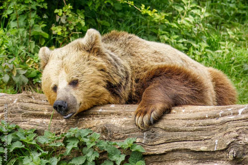 A brown bear resting at Whipsnade zoo A brown bear resting at Whipsnade zoo