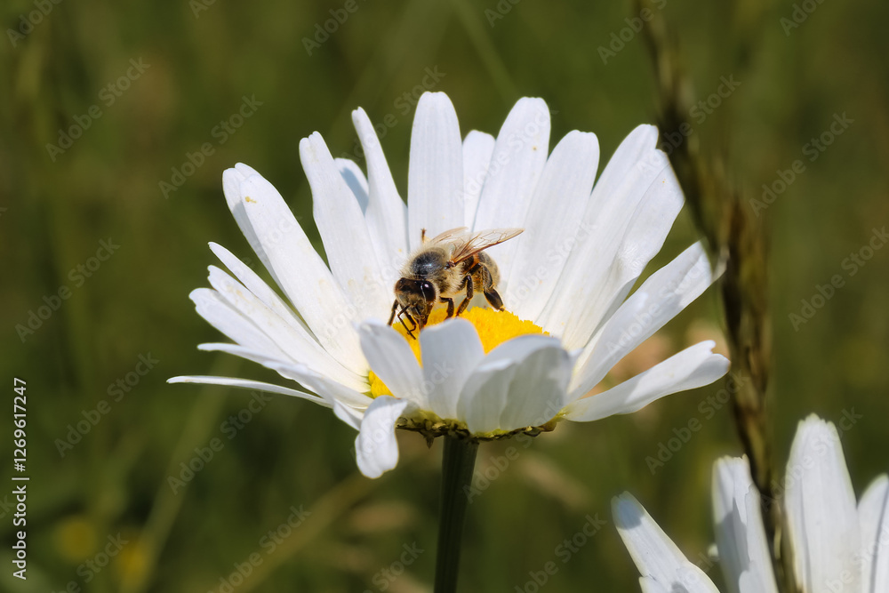 Obraz premium Leucanthemum vulgare Einzelne Margeritenblüte mit Biene