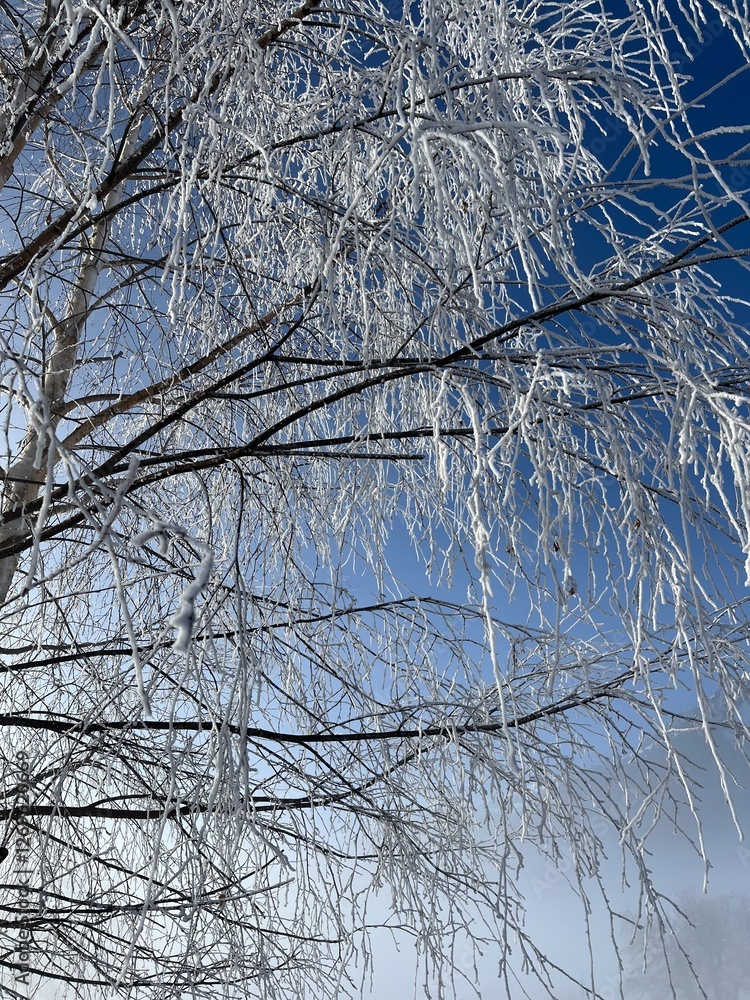 Obraz premium snow covered tree