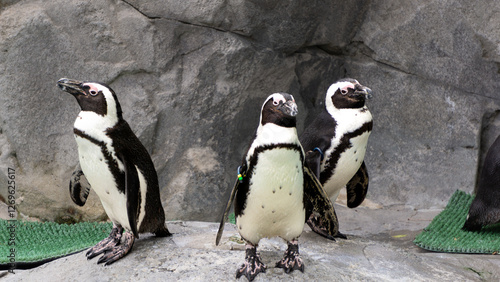 Three African penguins standing on rocky terrain in a zoo exhibit