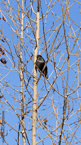 Blackbird perched on a bare tree branch against a clear blue sky